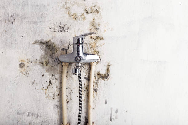 Best Mold Testing and Removal  in Tanque Verde, AZ