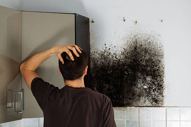Best Mold Damage Repair  in Tanque Verde, AZ