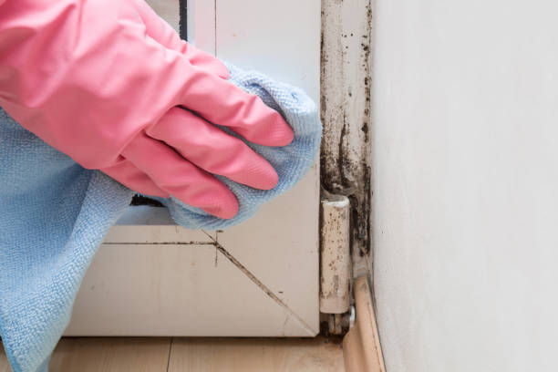 Best Same-Day Mold Removal  in Tanque Verde, AZ