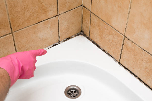 Best Local Mold Removal Service  in Tanque Verde, AZ