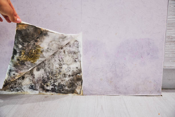 Best Attic Mold Removal  in Tanque Verde, AZ